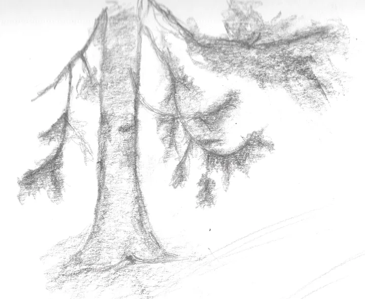 Tree, pencil study